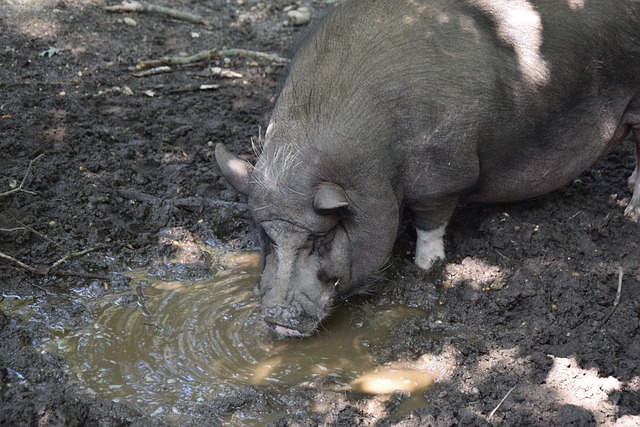 其中最为惹 其中最为惹