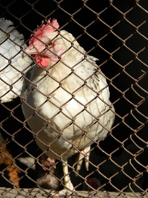 作為傳統亞 作為傳統亞